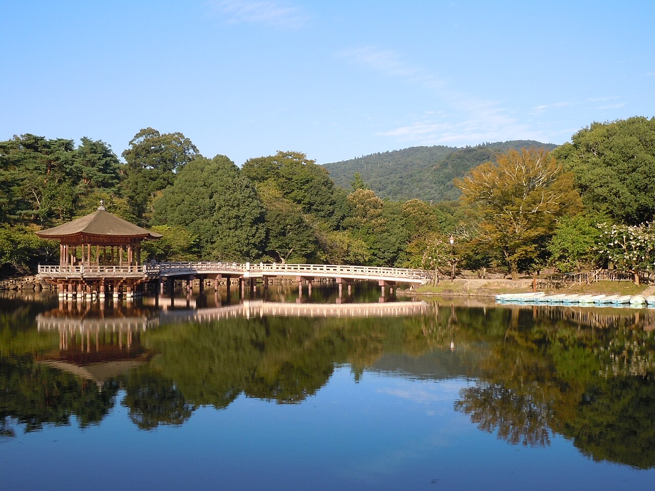 Sika deer in Nara Park